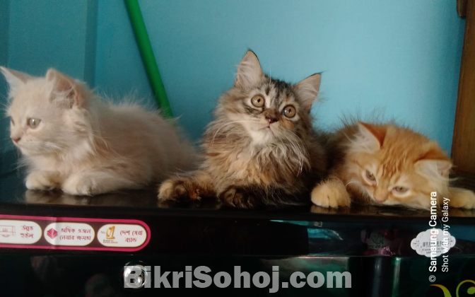 Persian cat